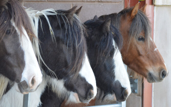 ‘Duty of Care’ Think before you buy a horse!
