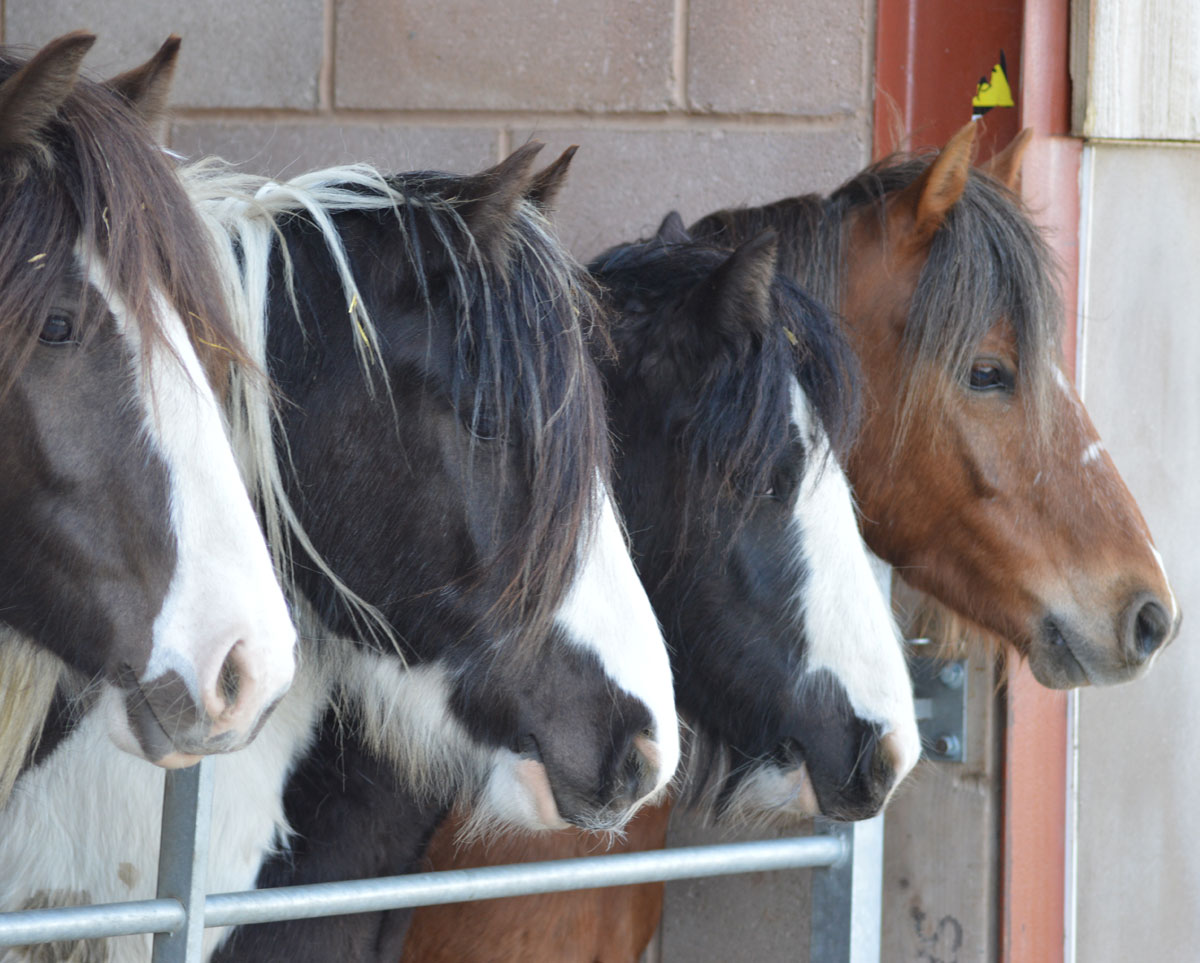 ‘Duty of Care’ Think before you buy a horse!