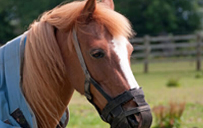 “Fat On Fresh Air” Obesity In Equines – A Growing Problem