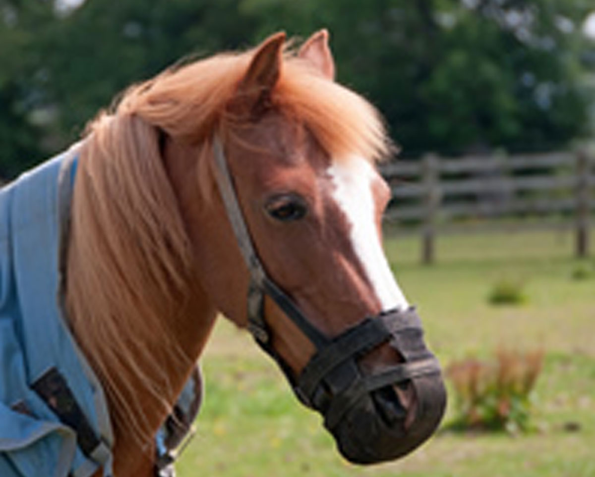 “Fat On Fresh Air” Obesity In Equines – A Growing Problem