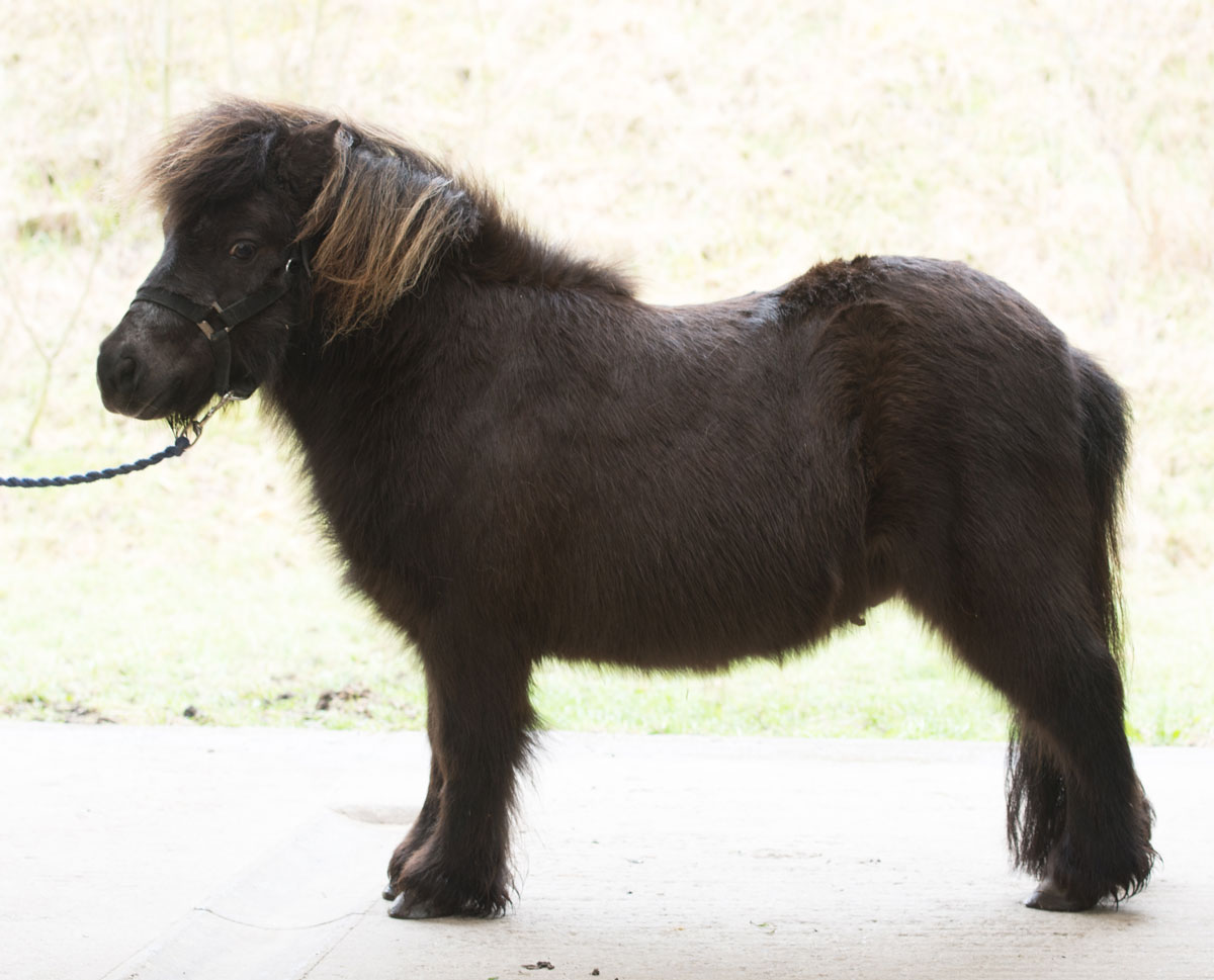 HAPPA Mickey (the donkey) and HAPPA Dan (the Shetland) HAPPA Mickey (the donkey) and HAPPA Dan (the Shetland)