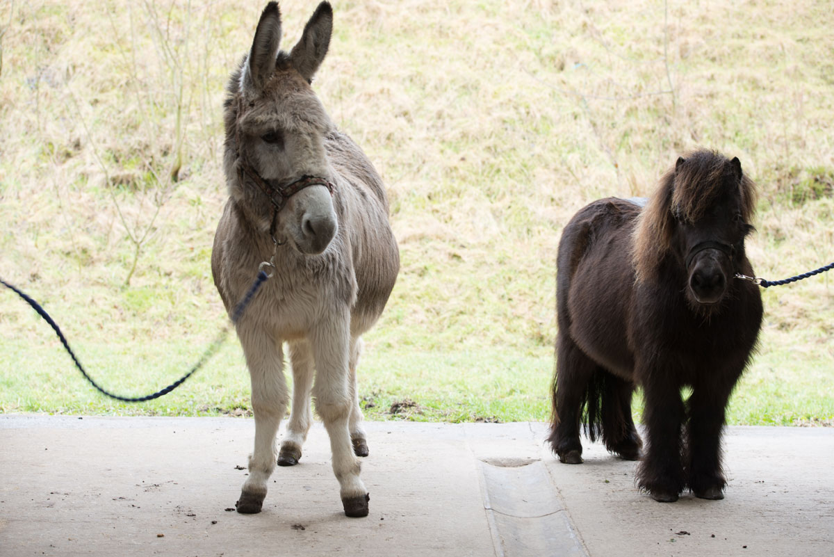 HAPPA Mickey (the donkey) and HAPPA Dan (the Shetland) HAPPA Mickey (the donkey) and HAPPA Dan (the Shetland)