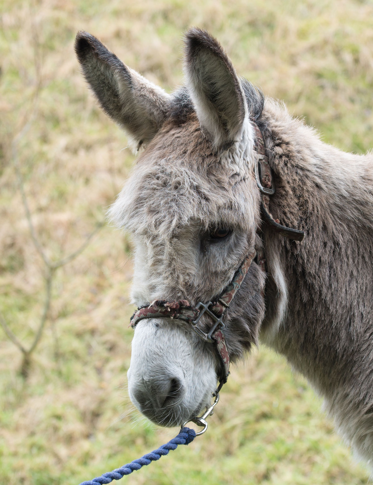 HAPPA Mickey (the donkey) and HAPPA Dan (the Shetland) HAPPA Mickey (the donkey) and HAPPA Dan (the Shetland)