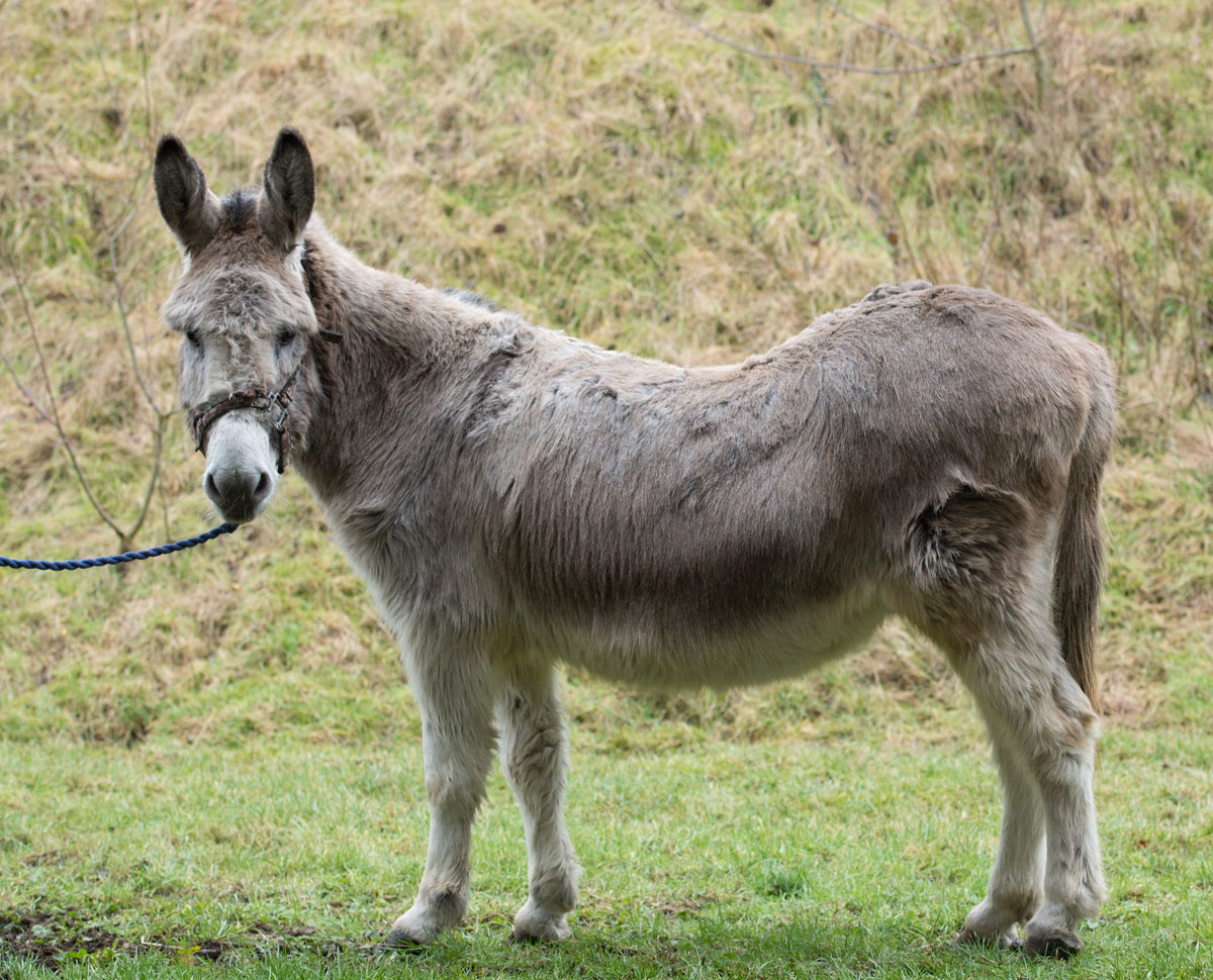HAPPA Mickey (the donkey) and HAPPA Dan (the Shetland) HAPPA Mickey (the donkey) and HAPPA Dan (the Shetland)