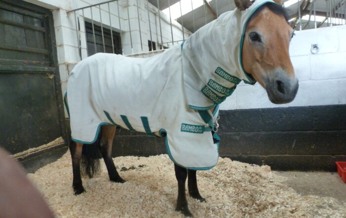 horse with sweet itch