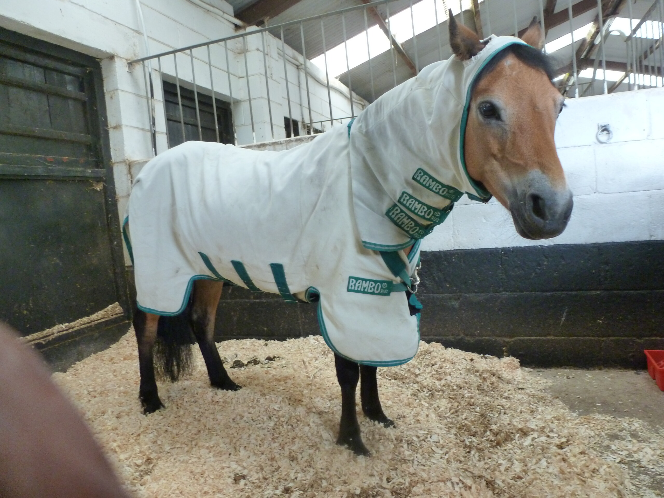 horse with sweet itch