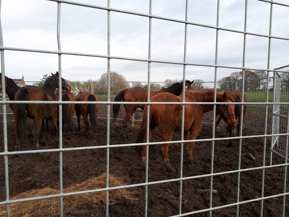 Eight Magnificent Thoroughbreds Eight Magnificent Thoroughbreds
