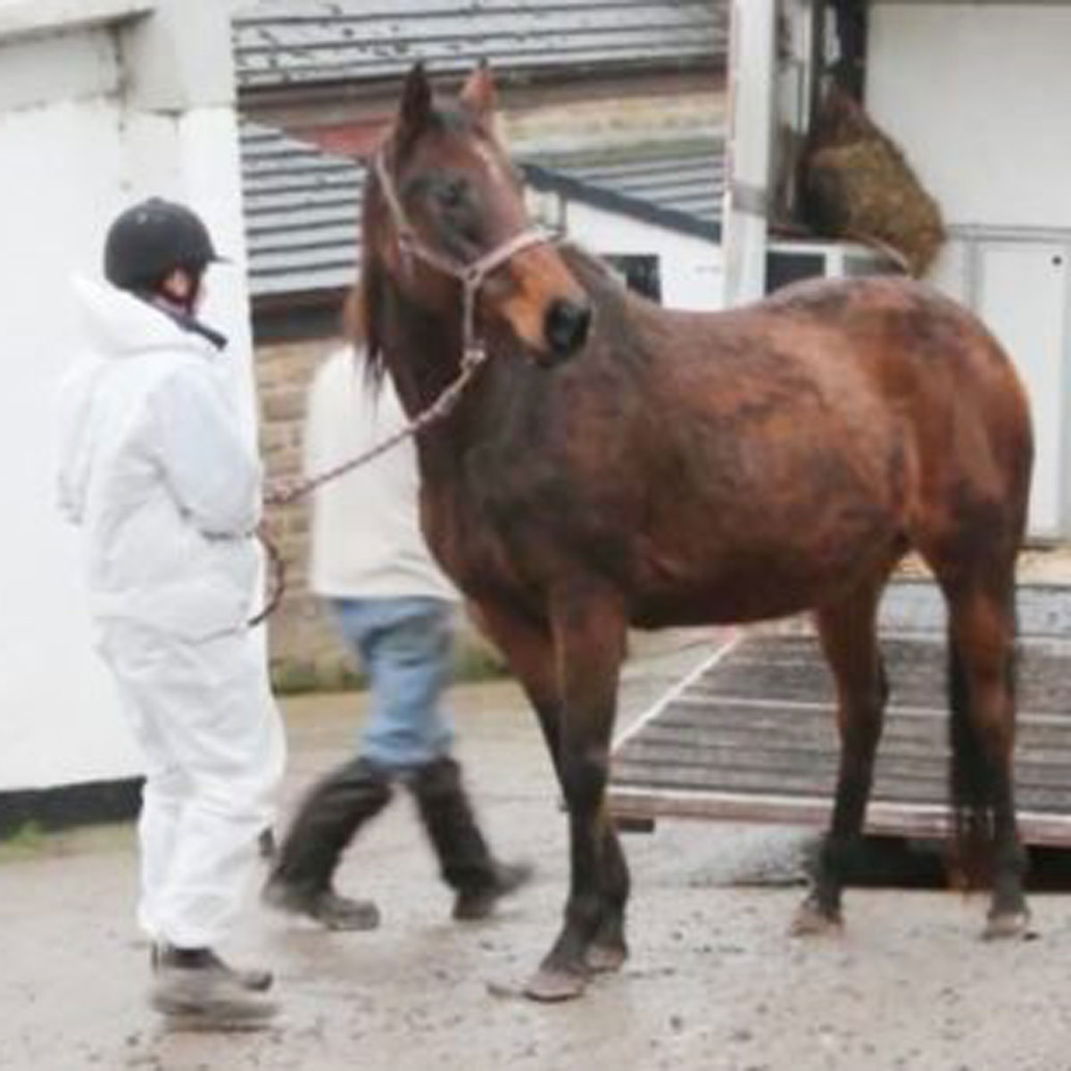 33 Equine Saved From Cruelty and Neglect 33 Equine Saved From Cruelty and Neglect