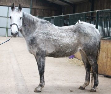 33 Equine Saved From Cruelty and Neglect 33 Equine Saved From Cruelty and Neglect