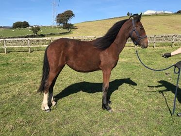 A fantasy ending for Rescued Horses A fantasy ending for Rescued Horses
