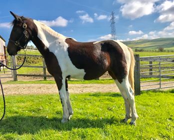 A fantasy ending for Rescued Horses A fantasy ending for Rescued Horses