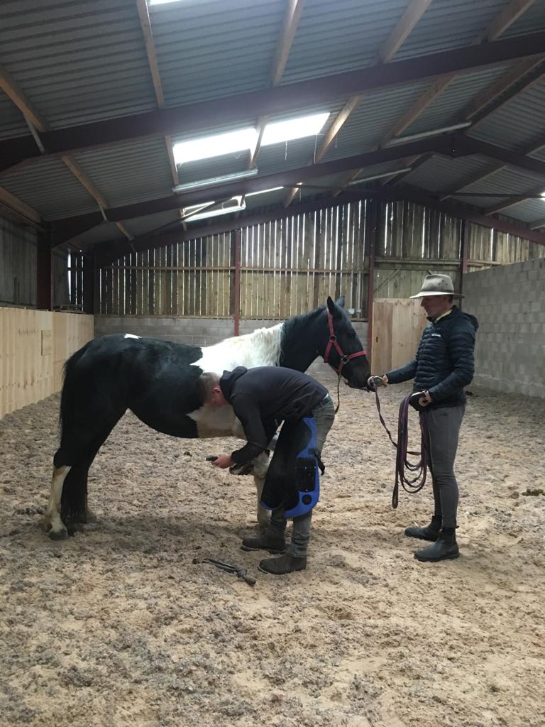 A fantasy ending for Rescued Horses A fantasy ending for Rescued Horses