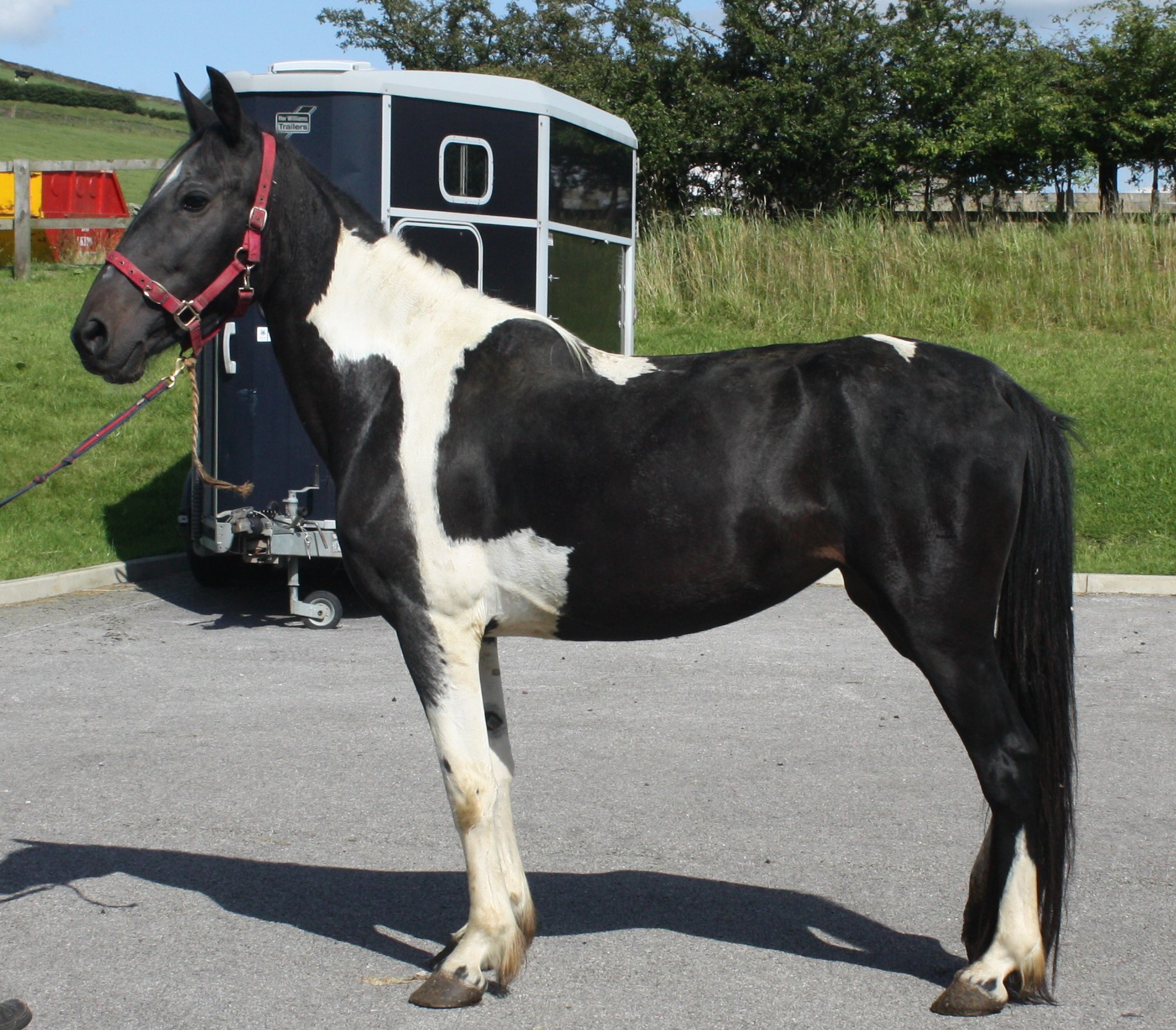 A fantasy ending for Rescued Horses A fantasy ending for Rescued Horses