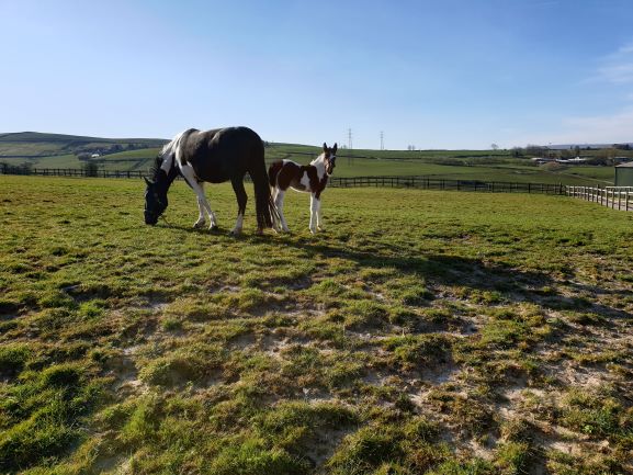 A fantasy ending for Rescued Horses A fantasy ending for Rescued Horses