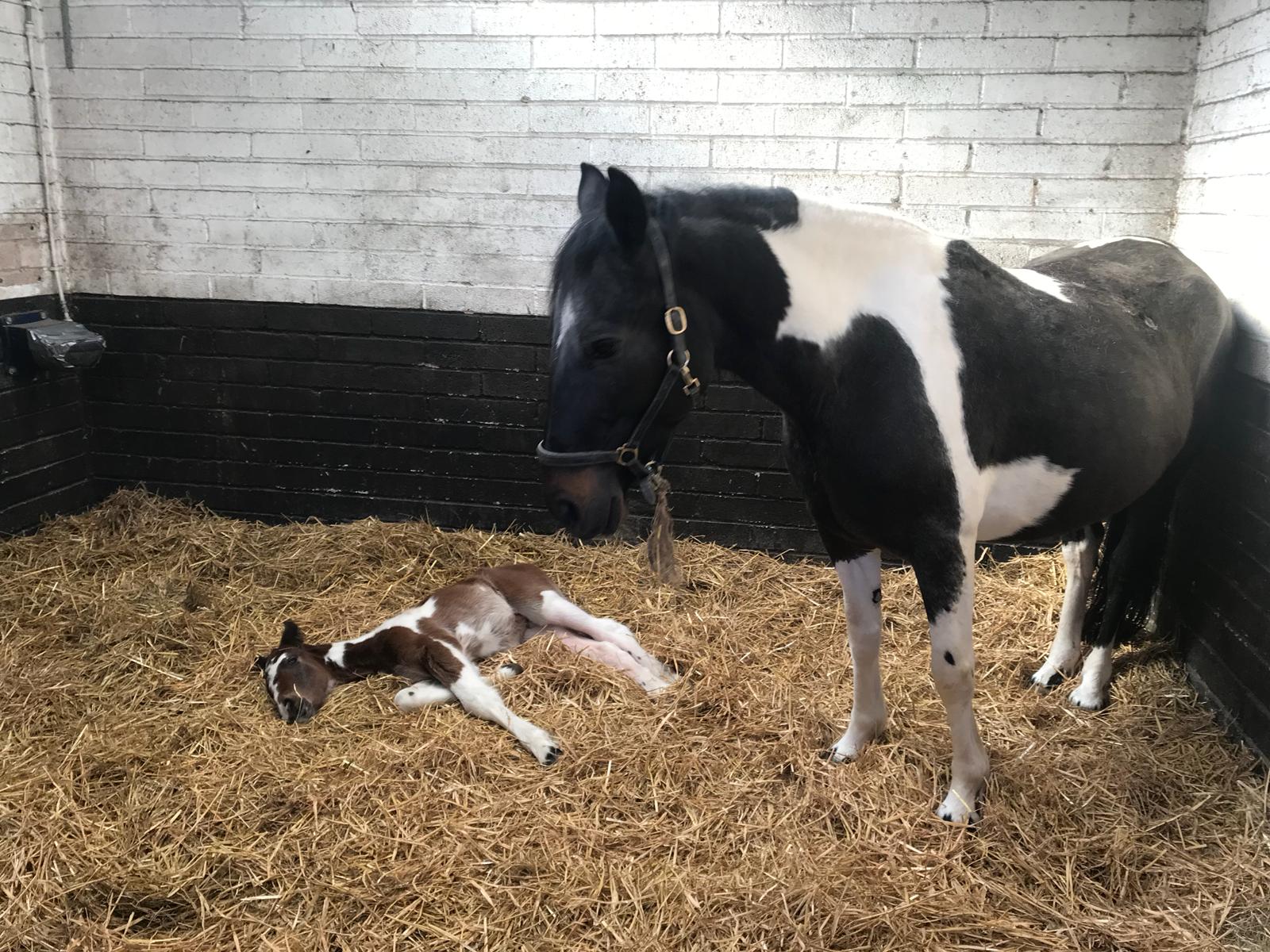 A fantasy ending for Rescued Horses A fantasy ending for Rescued Horses
