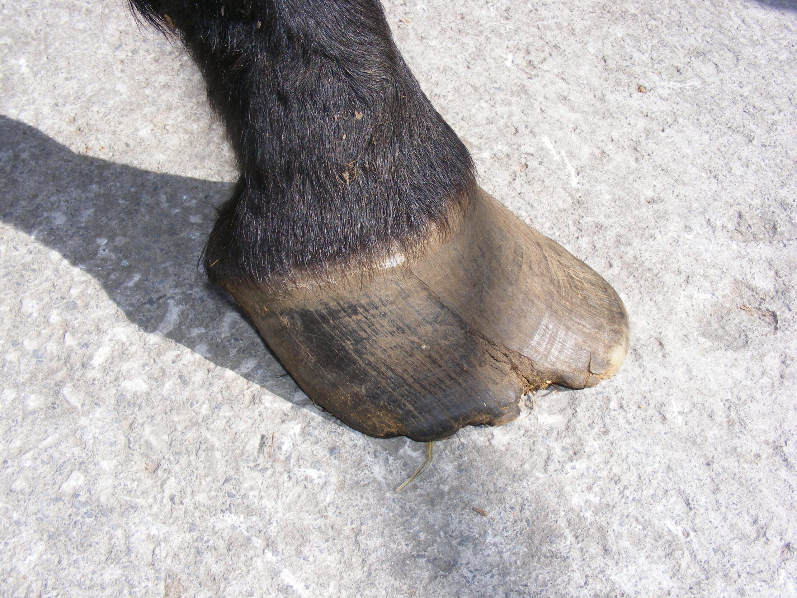 HAPPA Bella hoof HAPPA Bella hoof