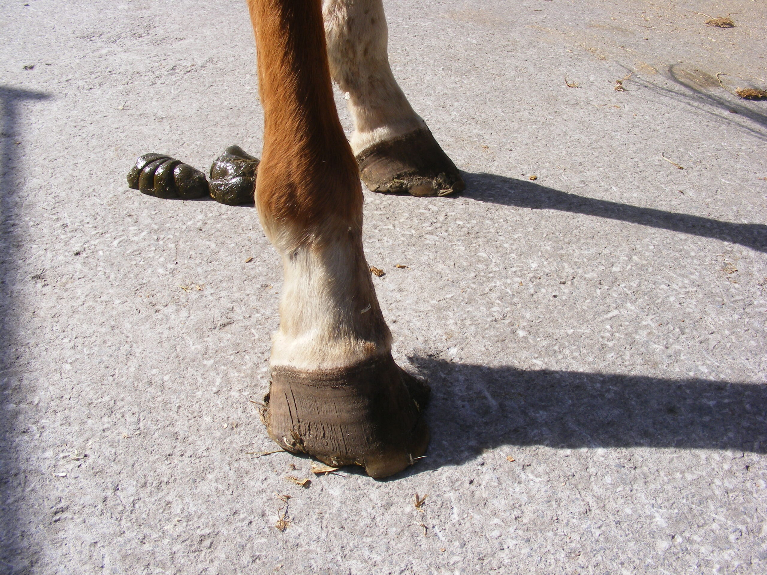 HAPPA Grace Hoof rear HAPPA Grace Hoof rear