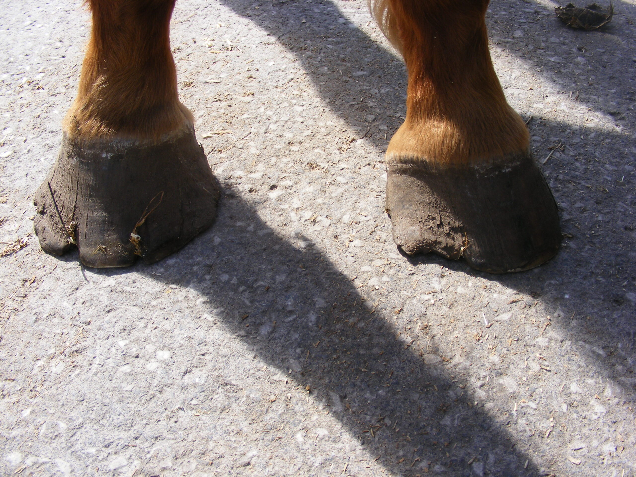 HAPPA Grace Hoof HAPPA Grace Hoof