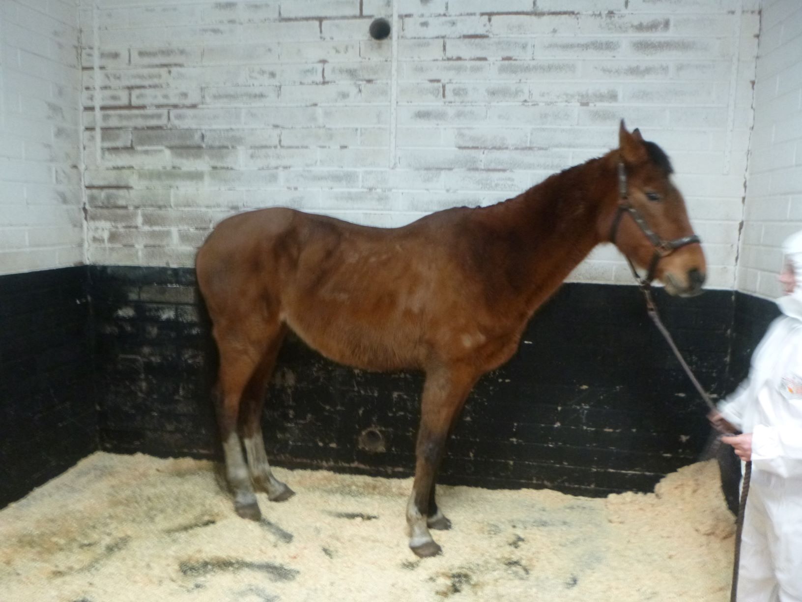 HAPPA Dotty - Before