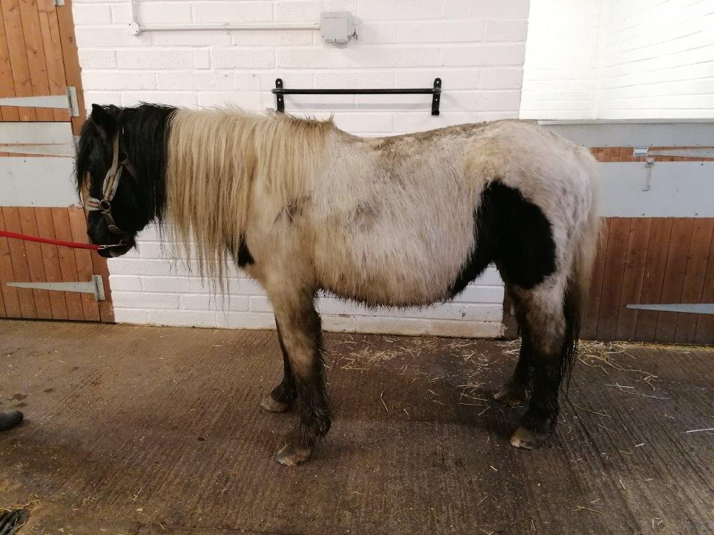 New Beginnings for Neglected Pony