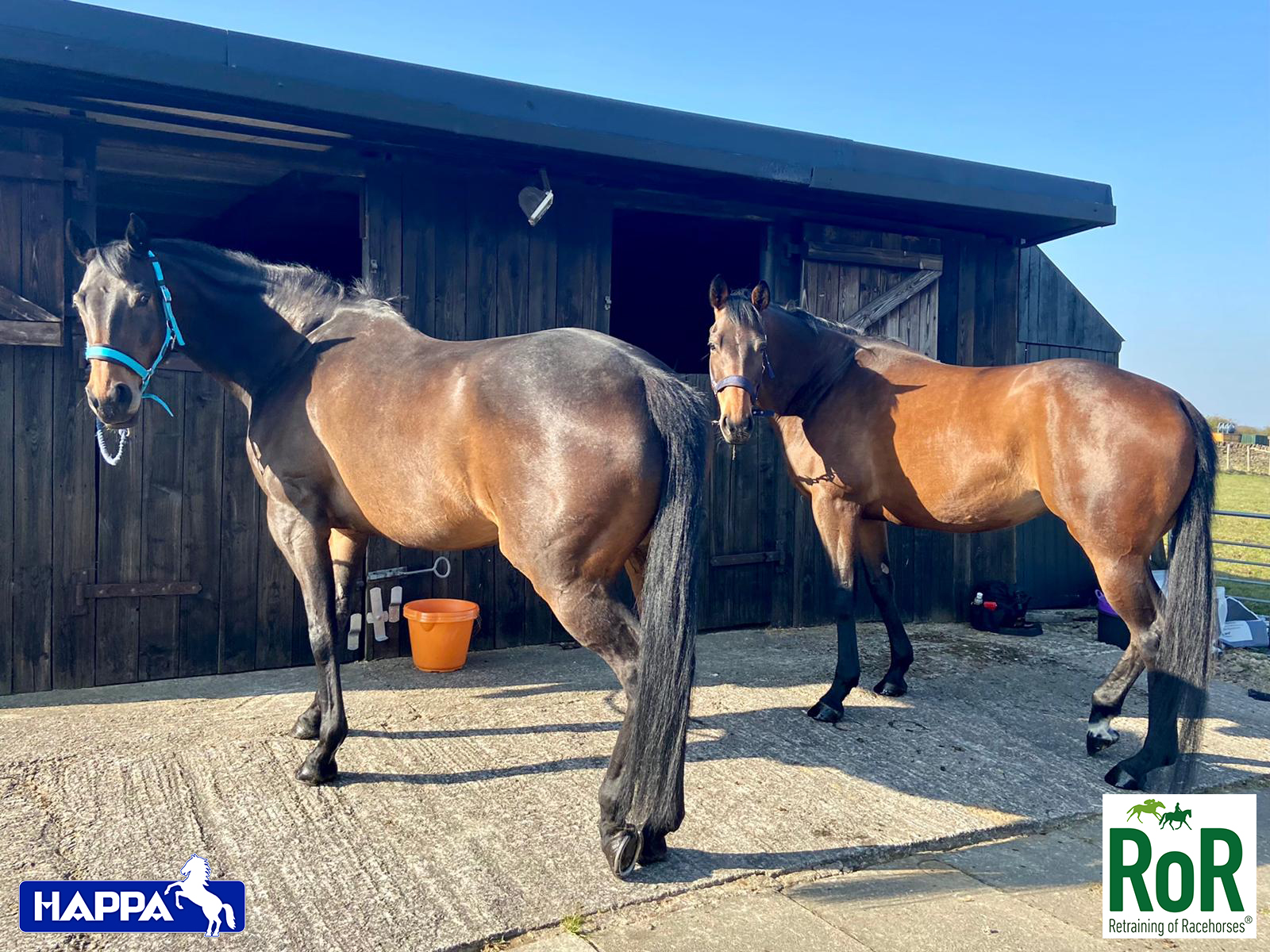 Retired Racehorses Find Forever Homes