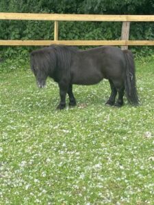 A cute black pony with a forelock that reaches down to his nose