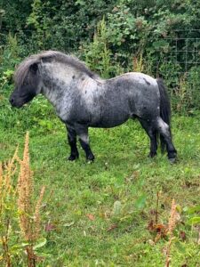 Image shows a cute grey roan pony with spots standing in a field of grass