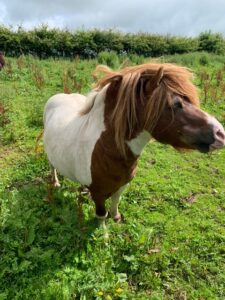 Image shows a cute brown and white pony with a long mane and forelock standing in a field of grass