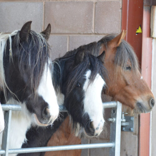Corporate Horse Sponsorship