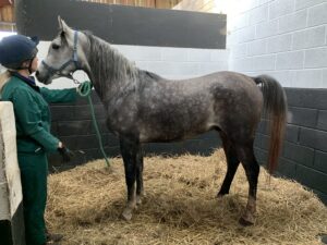 rescued arab horse being checked over by the happa vet
