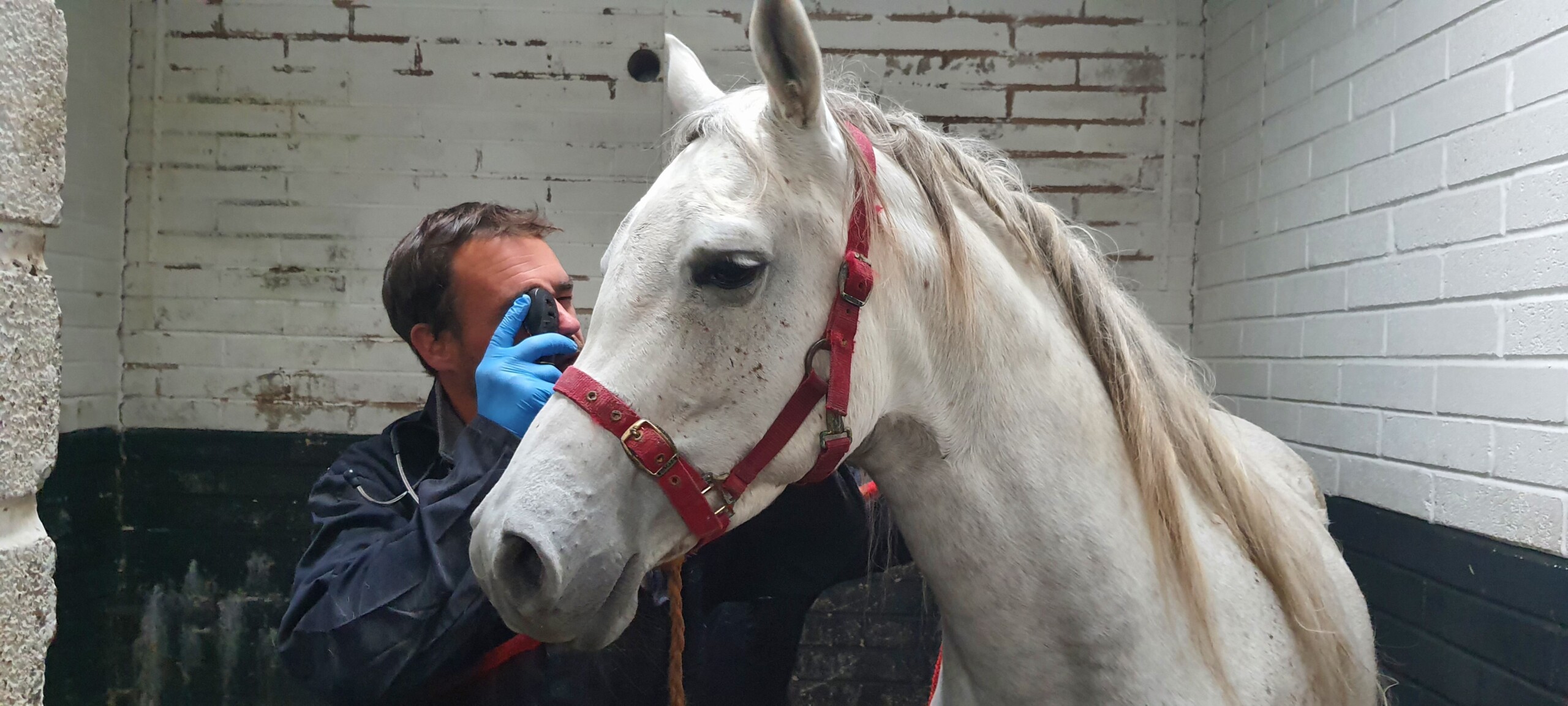 the happa vet checking over one of the arab horses