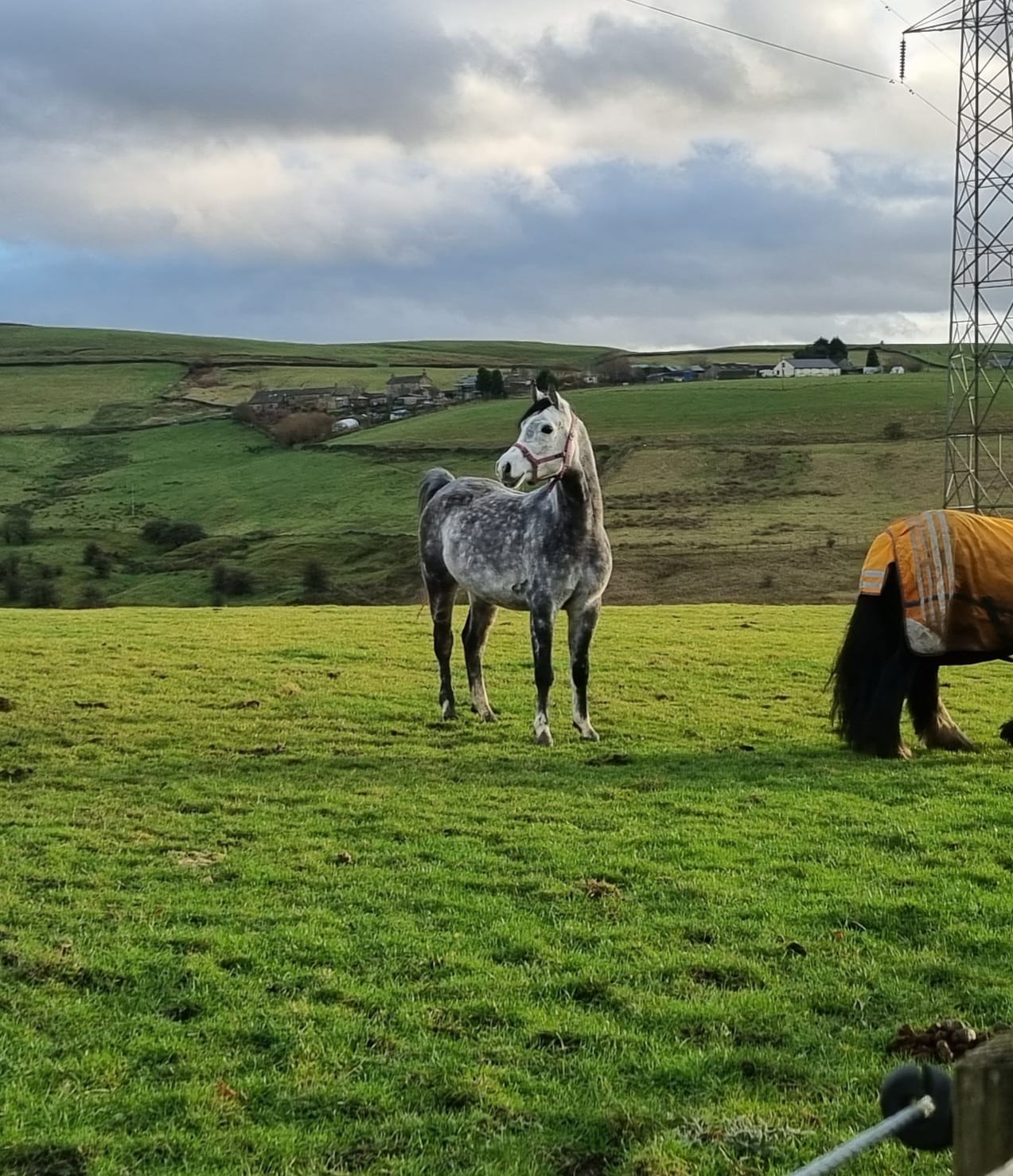 Grey horse in Field