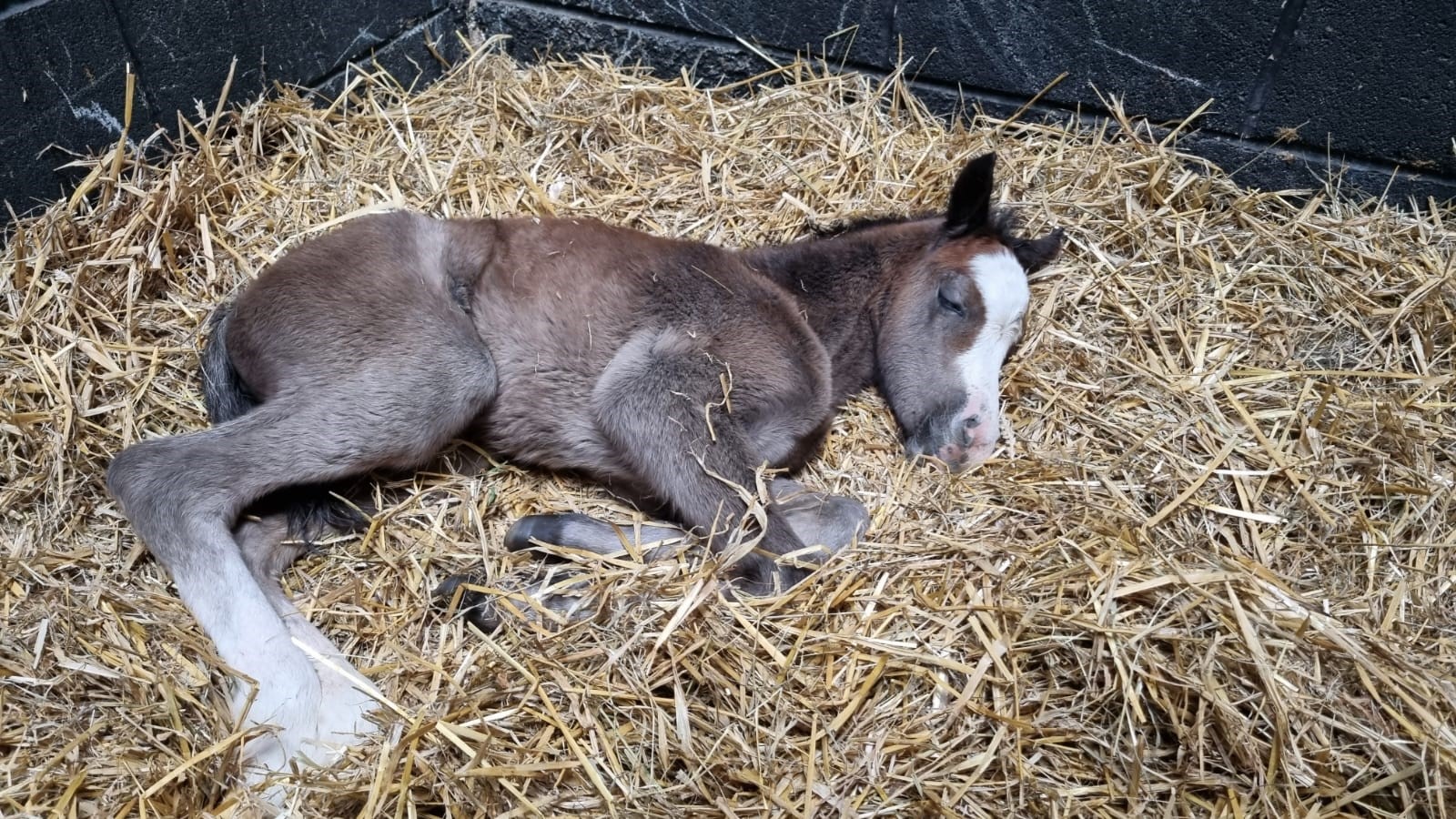 New Foal