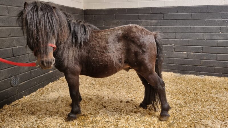 Archie in his stable