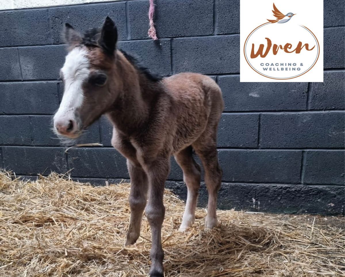 Foal