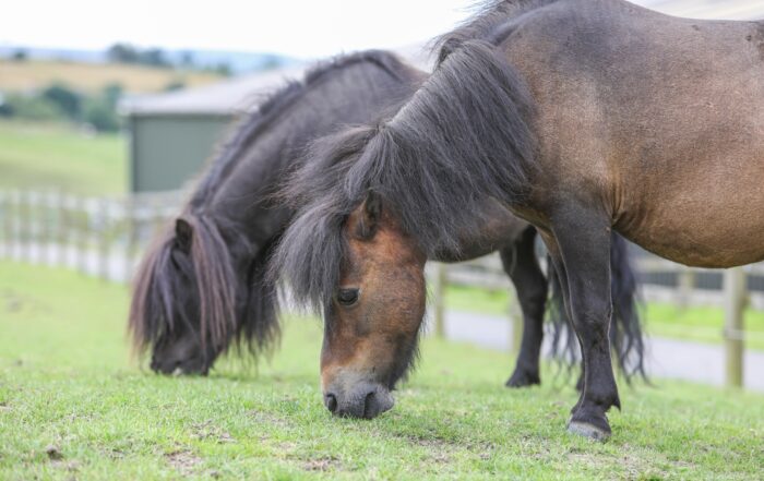 The Control of Horses Act