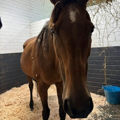 Kady in stable
