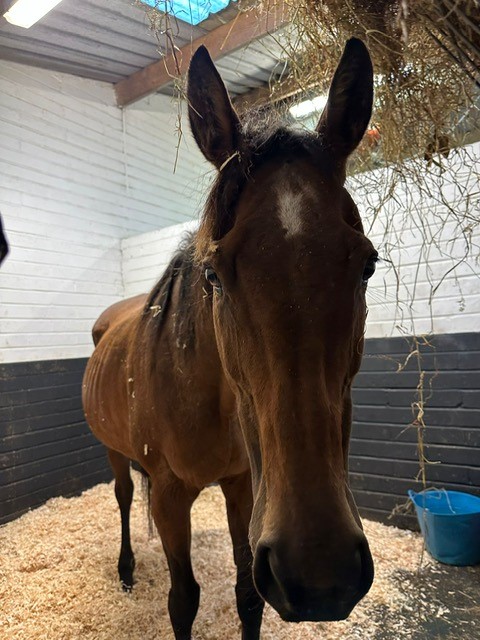 Kady in stable