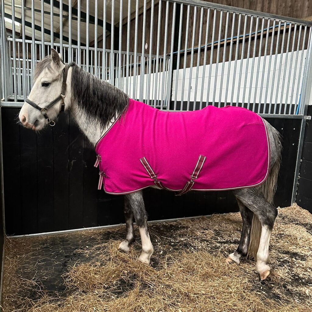 Pepper with a rug on for the first time.