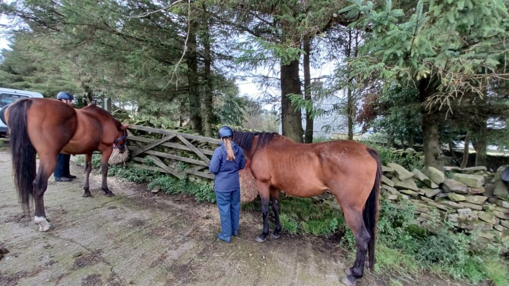 Second Chance for Abandoned Thoroughbreds
