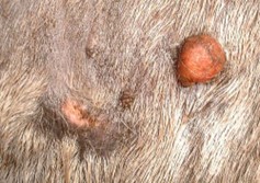 Mixed Sarcoids (fig. 11)