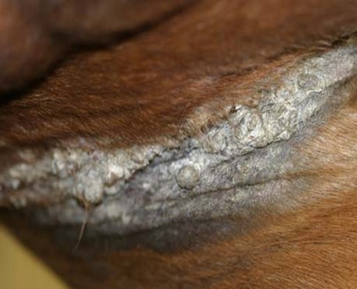 Mixed Sarcoids (fig. 12)