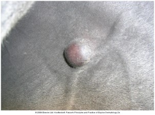 Nodular (fig. 5)
