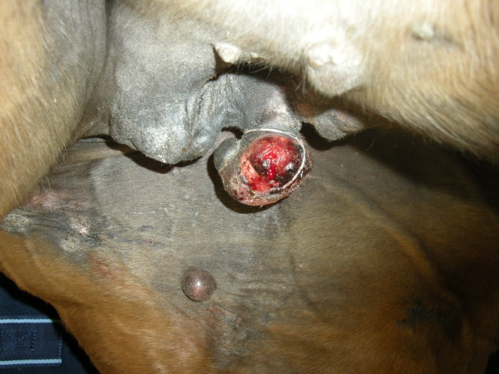 Fibroblastic Sarcoids (fig. 8)