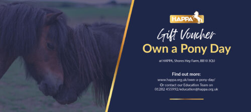 Own A Pony Day Voucher