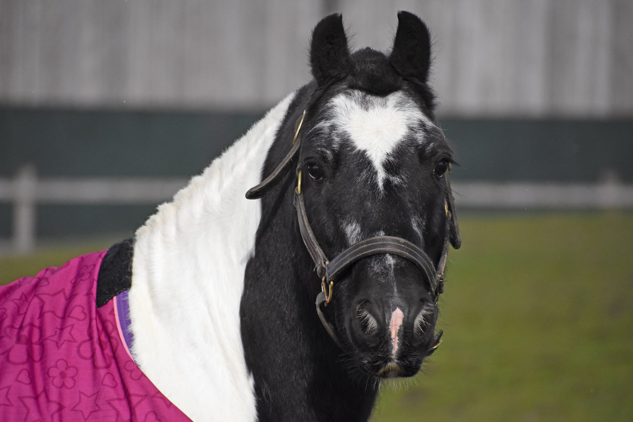 HAPPA shaggy HAPPA shaggy