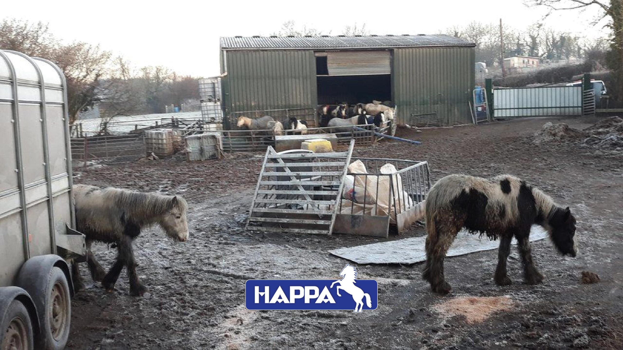 Rescued horses standing in a muddy, overcrowded yard during a severe horse abandonment case in the UK, highlighting the growing equine welfare crisis HAPPA is fighting to address.