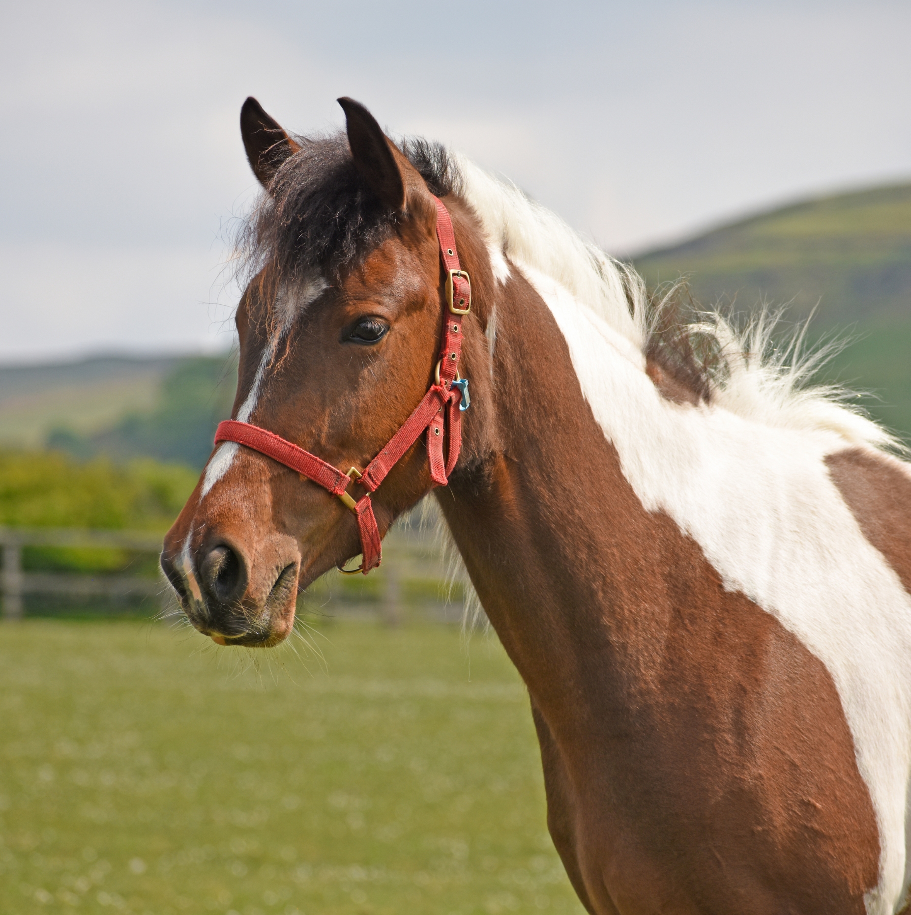 juliets-story-the-courage-to-trust-again. HAPPA Juliet, a Cob X pony who was rescued by HAPPA, stood in a green field. HAPPA Juliet is a Sponsorship Horse at HAPPA.