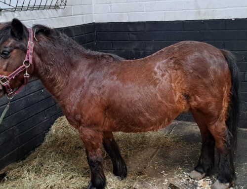 Spider’s Story: Why Horse Abandonments Are Rising and Why HAPPA Is Calling for Change