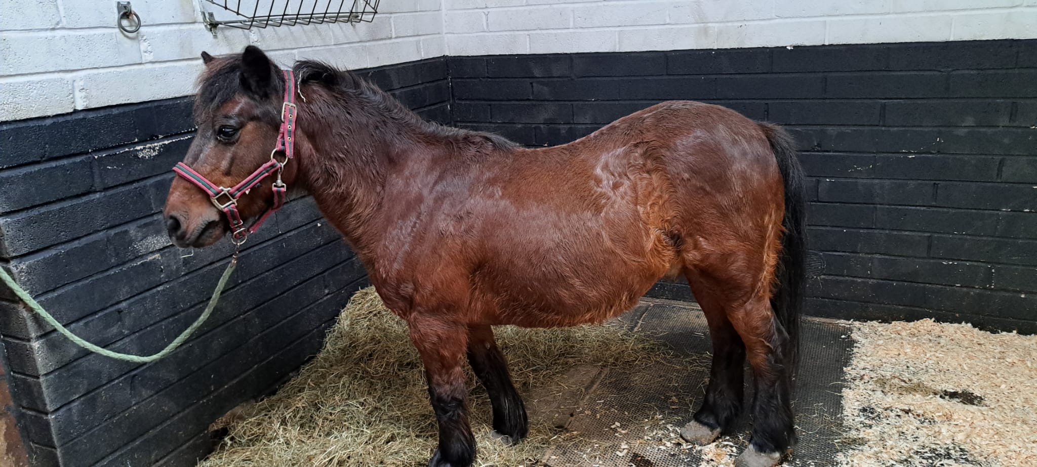 Spider’s Story: Why Horse Abandonments Are Rising and Why HAPPA Is Calling for Change